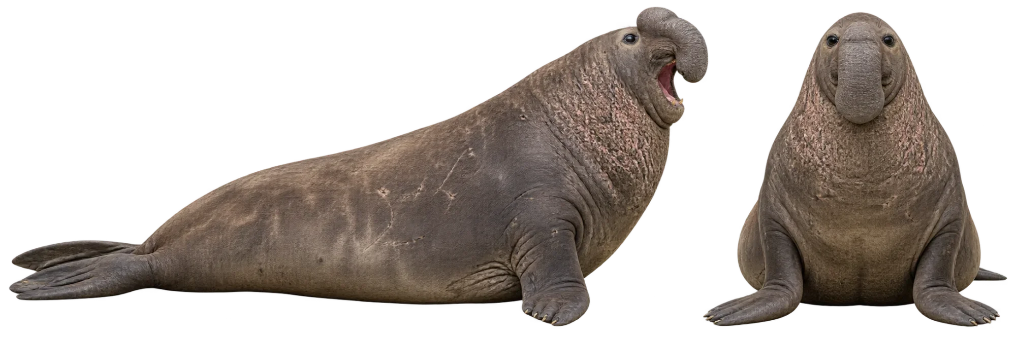 Southern Elephant Seal