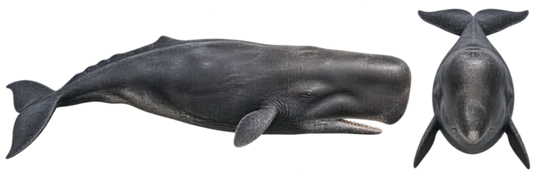Sperm whale