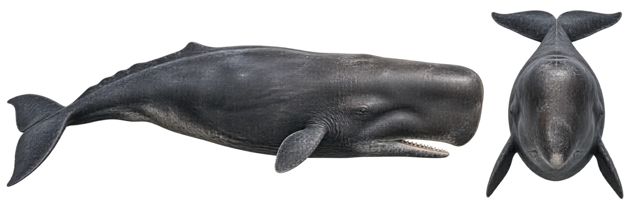 Sperm Whale