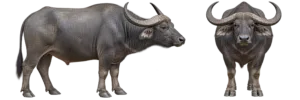 Water Buffalo