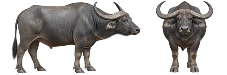 Water Buffalo