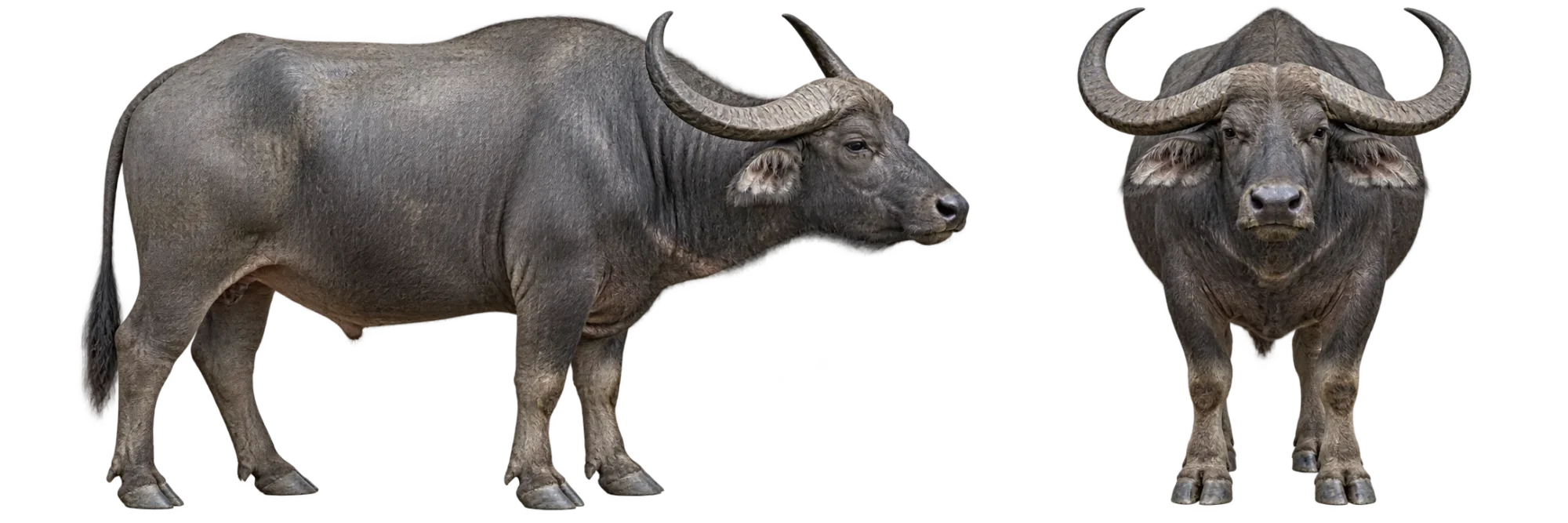 Water Buffalo