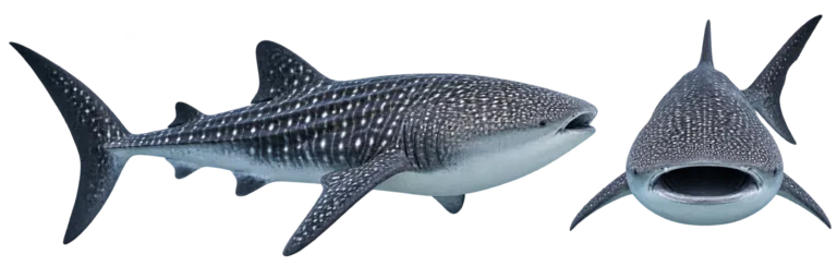 Whale Shark