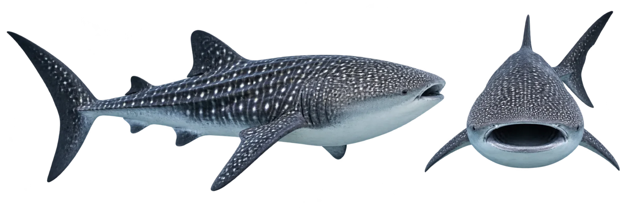 Whale Shark