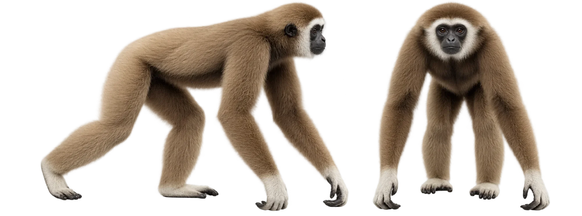 White Handed Gibbon
