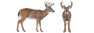 White Tailed Deer