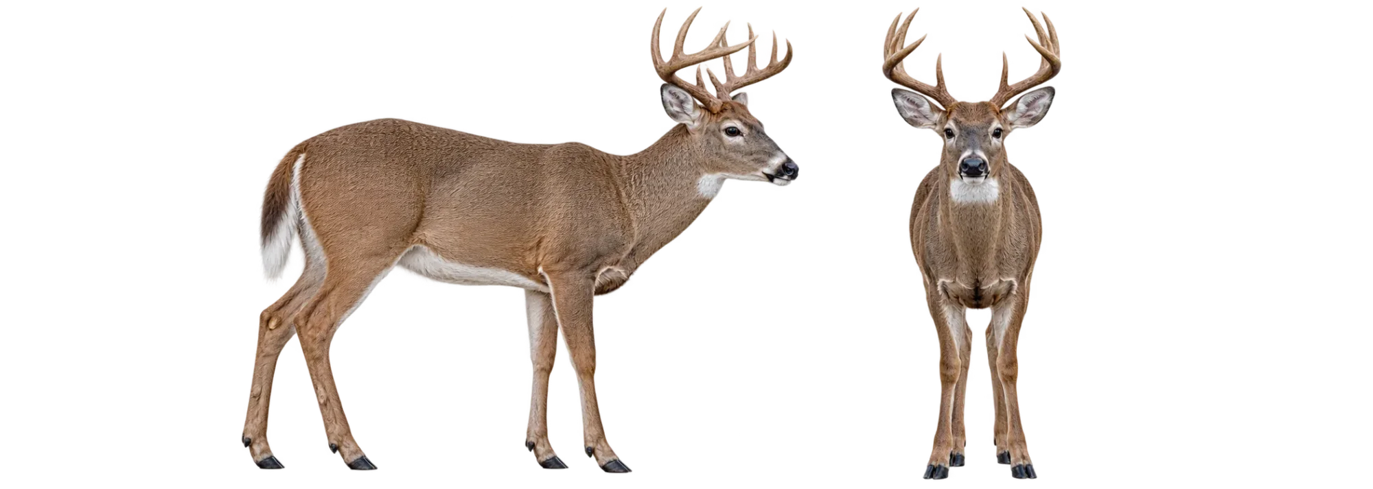 White Tailed Deer