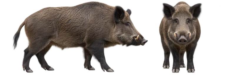 Wild Boar