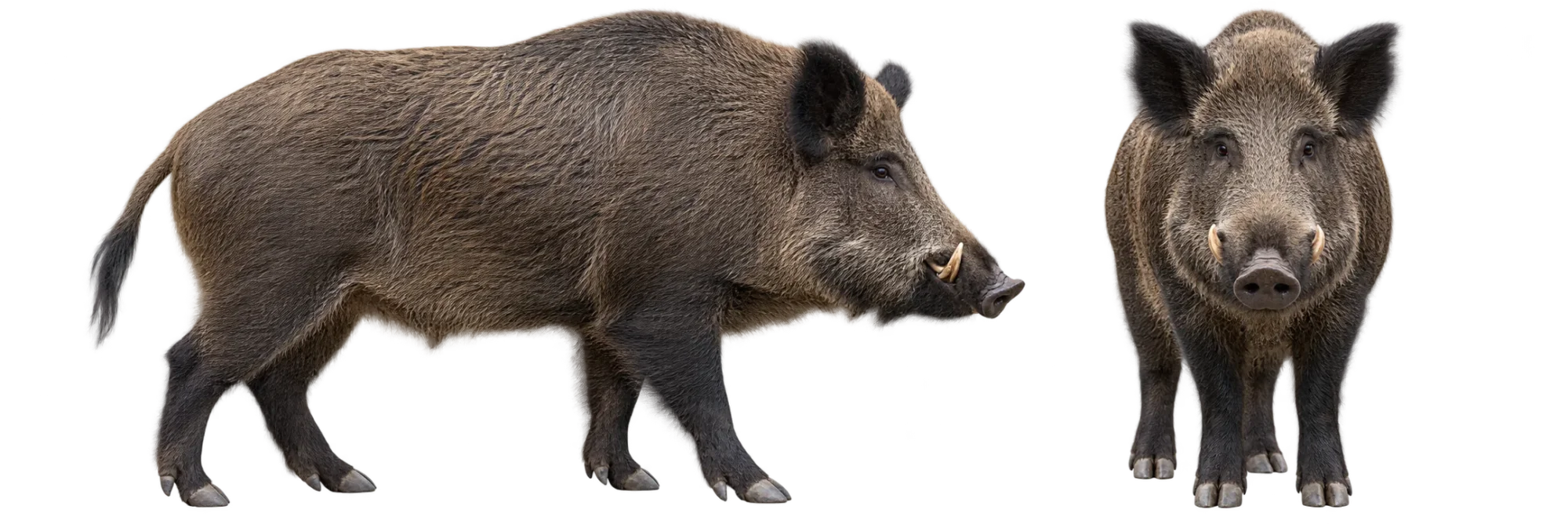 Wild Boar