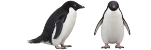 Adelie Penguin