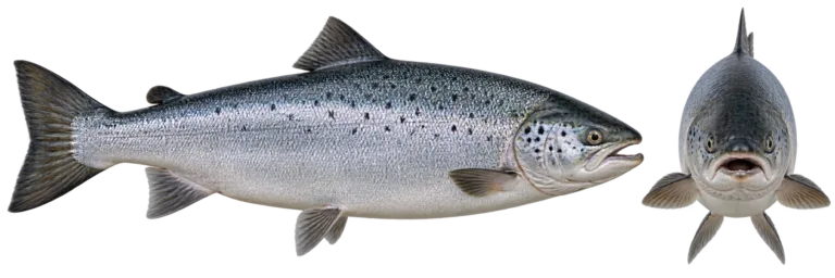 Atlantic Salmon
