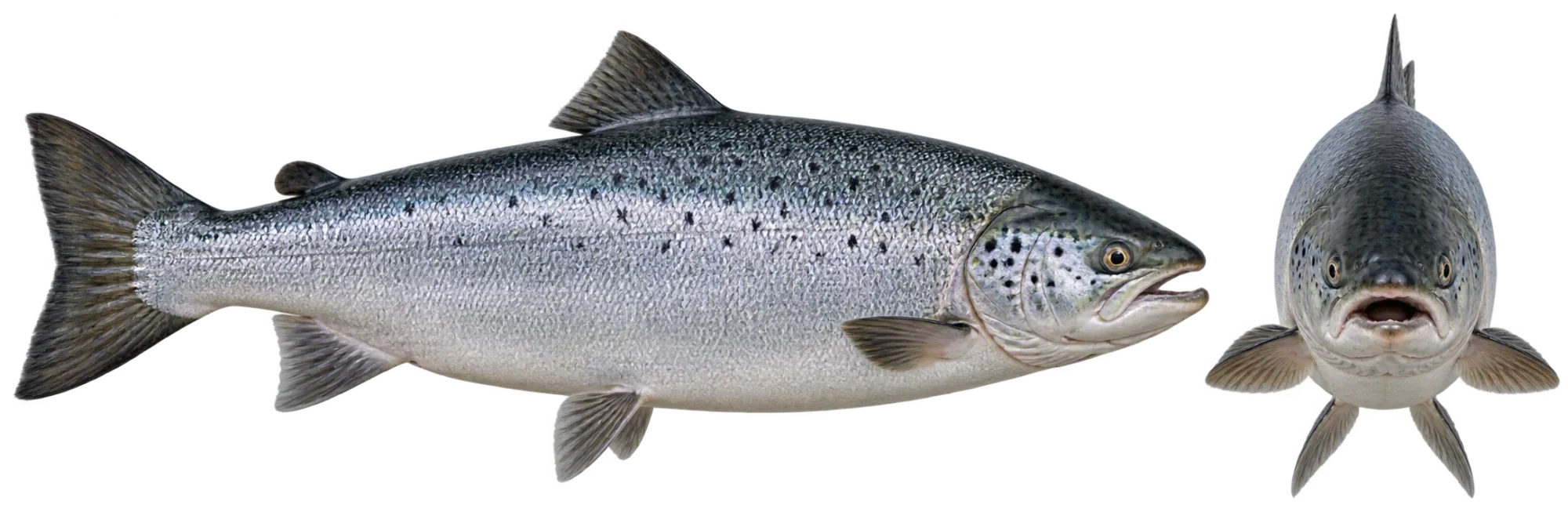Atlantic Salmon