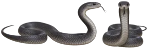 Black Mamba