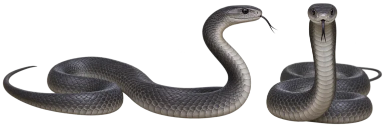 Black mamba
