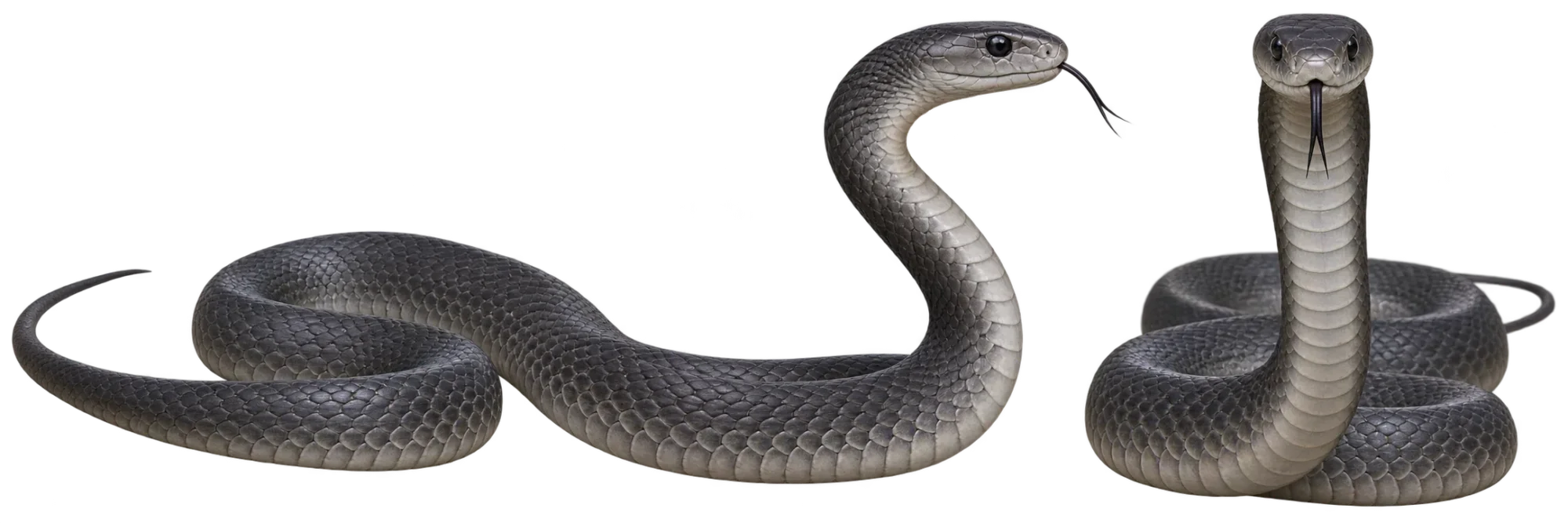 Black Mamba