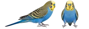 Budgerigar