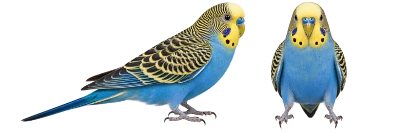 Budgerigar