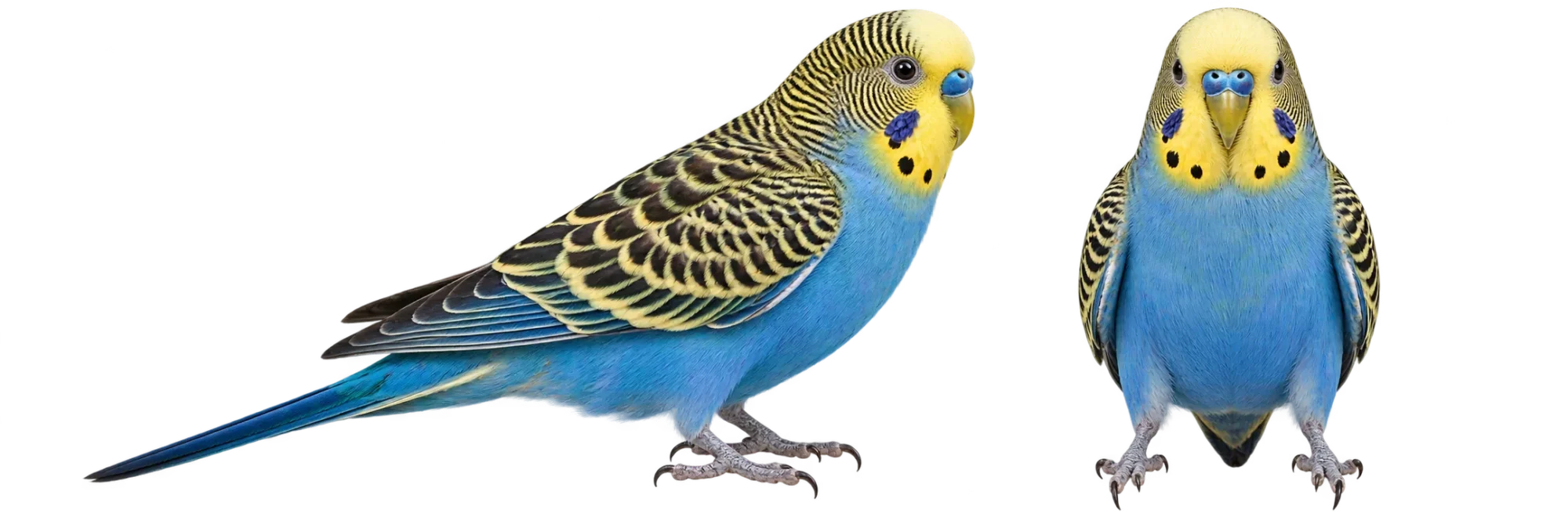 Budgerigar