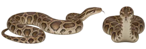 Burmese Python