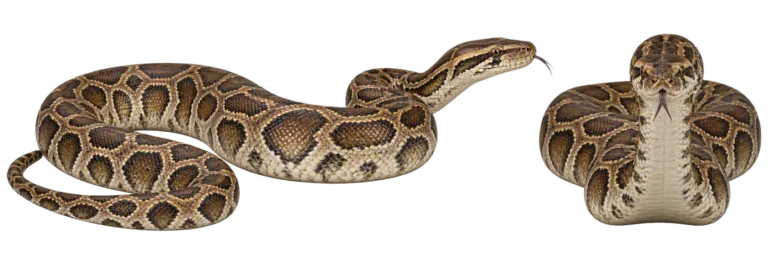 Burmese Python