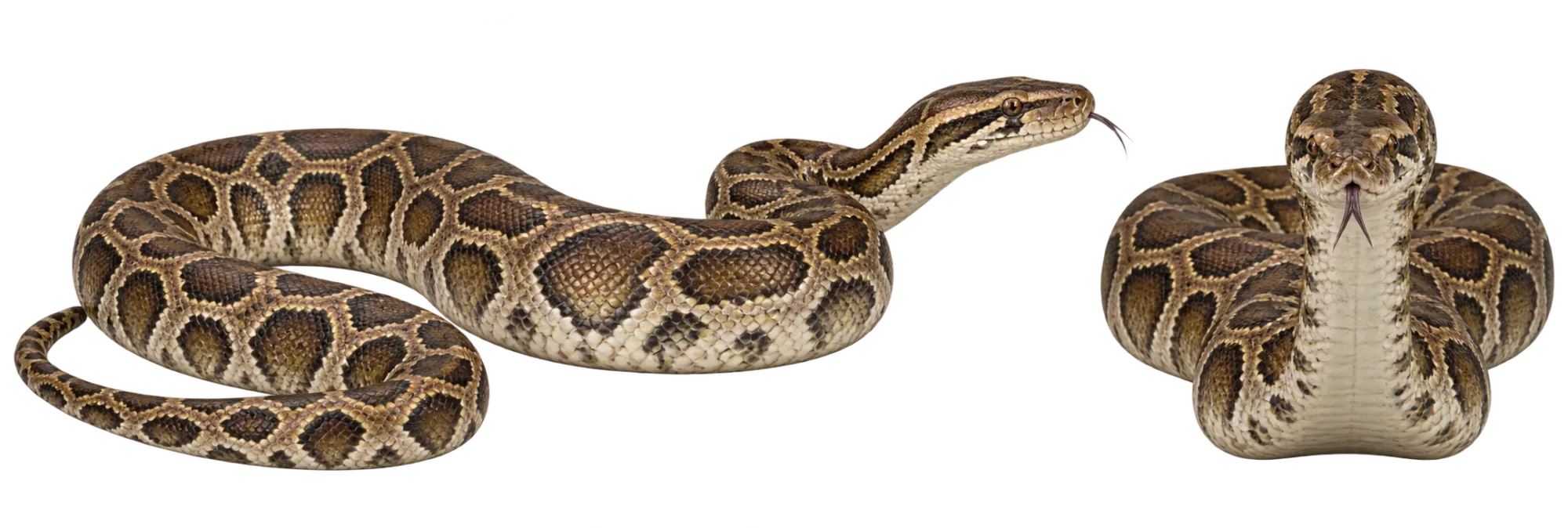Burmese Python