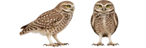 Burrowing Owl