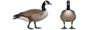 Canada Goose