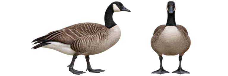 Canada goose