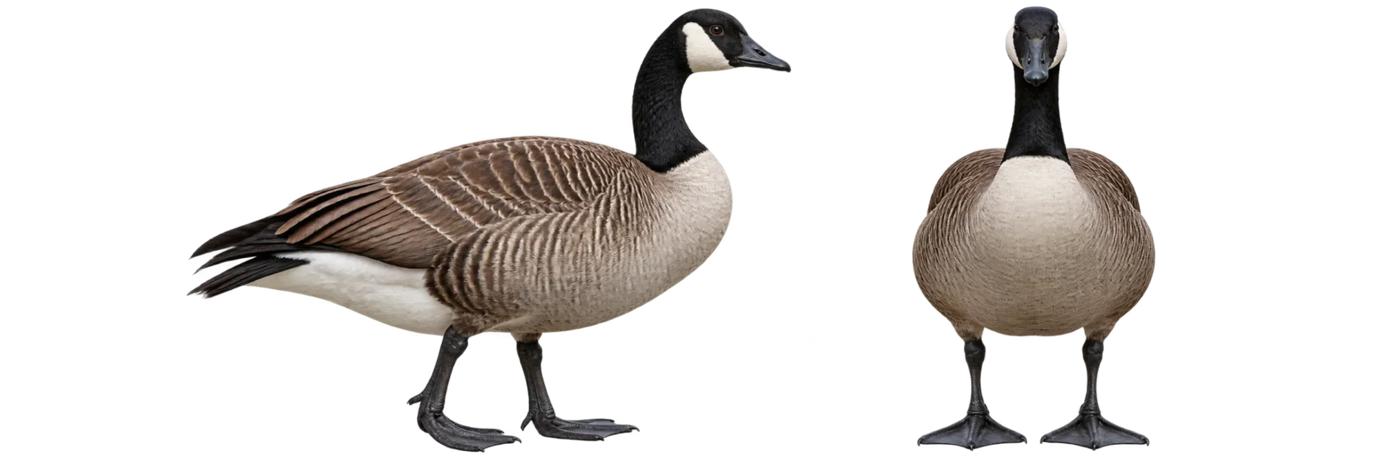 Canada Goose