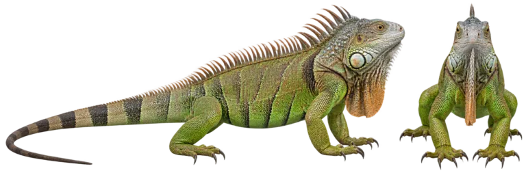 Common green iguana