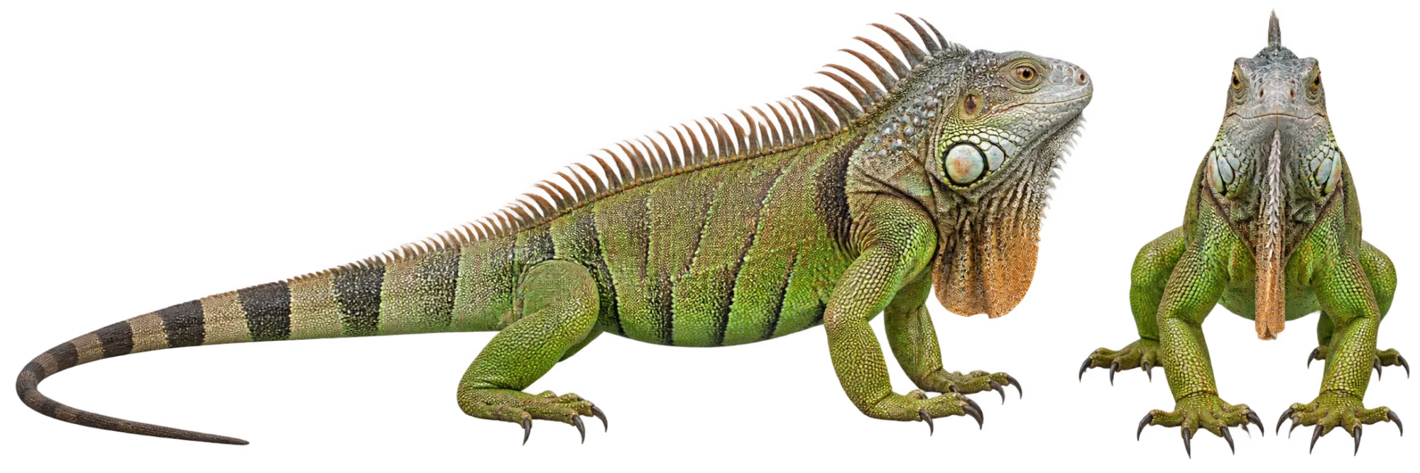 Common Green Iguana