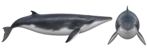 Common Minke Whale