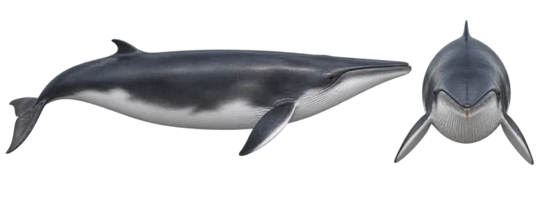 Common minke whale