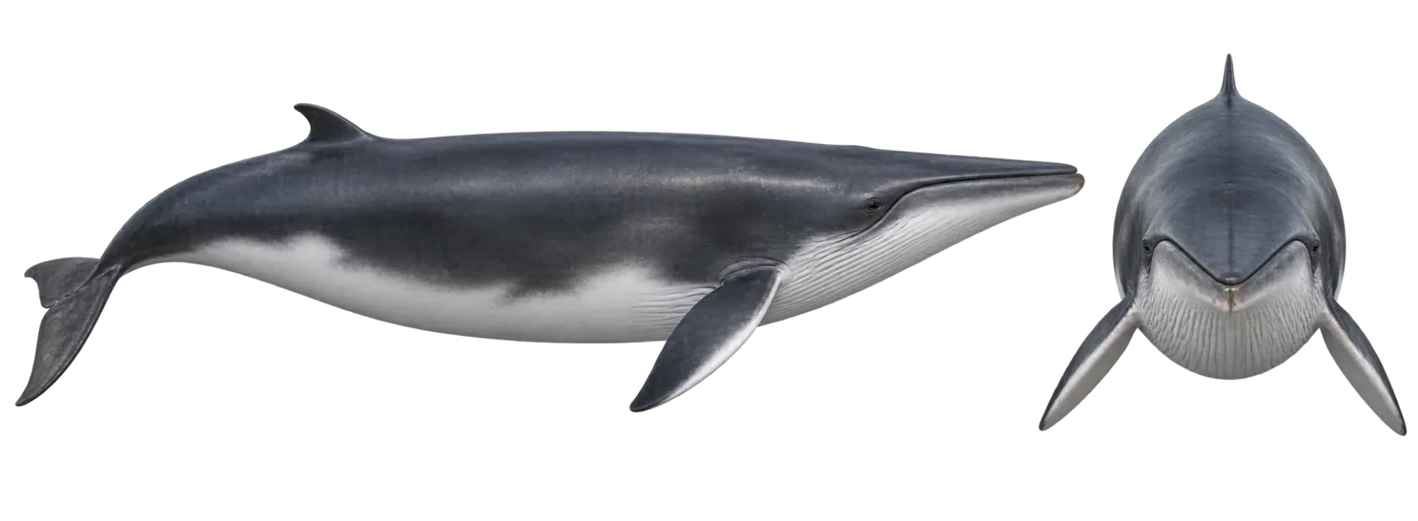 Common Minke Whale