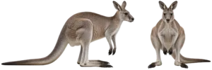Eastern Gray Kangaroo