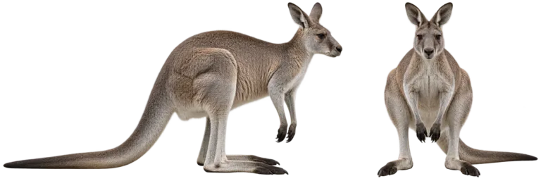 Eastern Gray Kangaroo