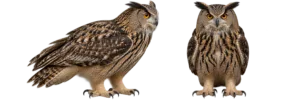 Eurasian Eagle Owl