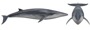 Fin Whale
