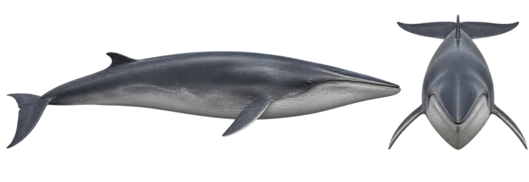 Fin Whale