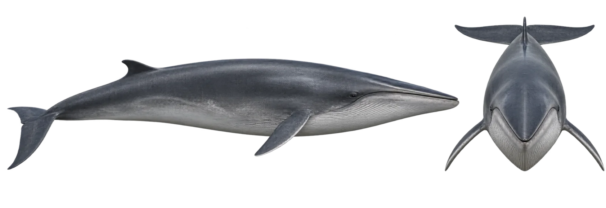 Fin Whale