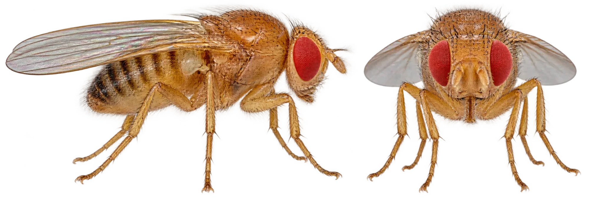 Fruit Fly