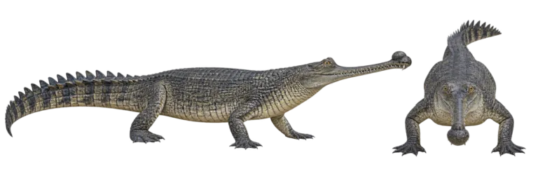 Gharial
