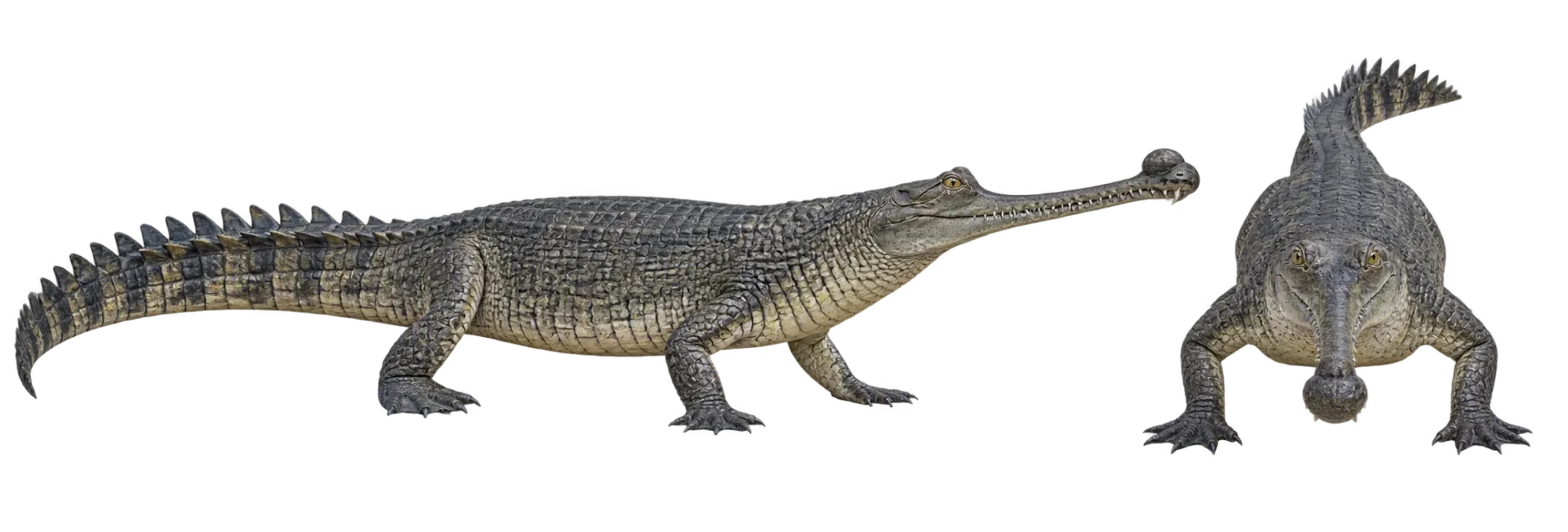 Gharial