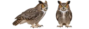 Great Horned Owl