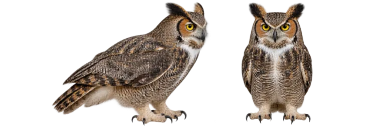 Great horned owl