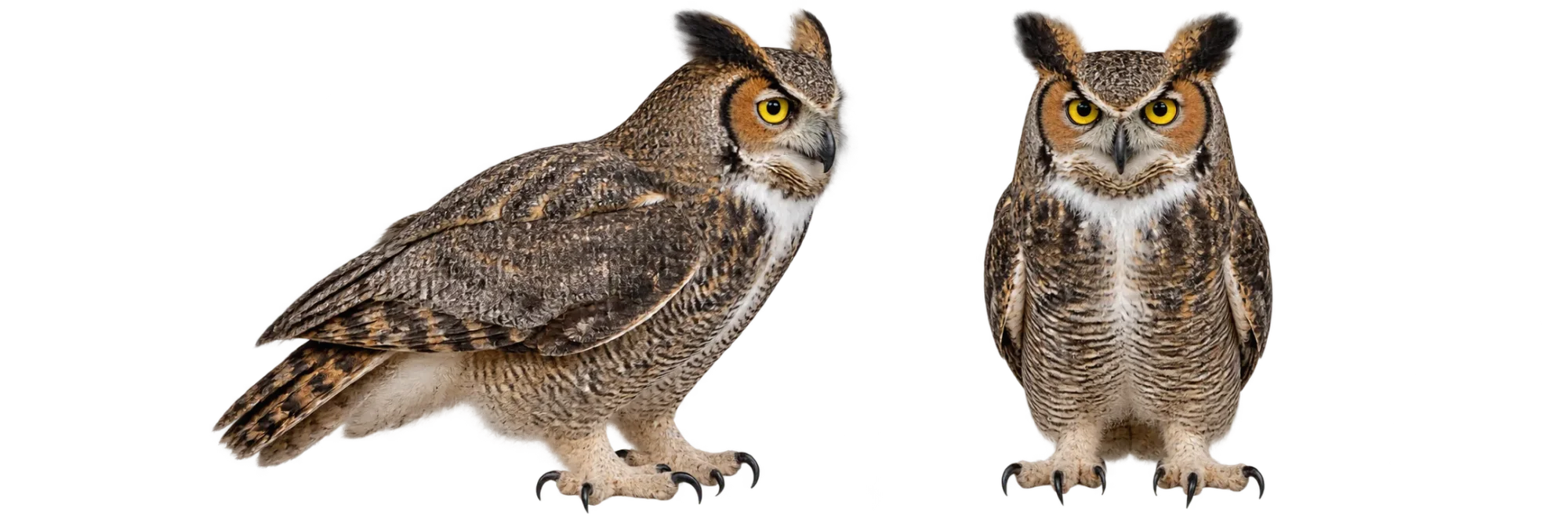 Great Horned Owl