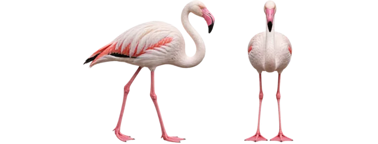 Greater flamingo