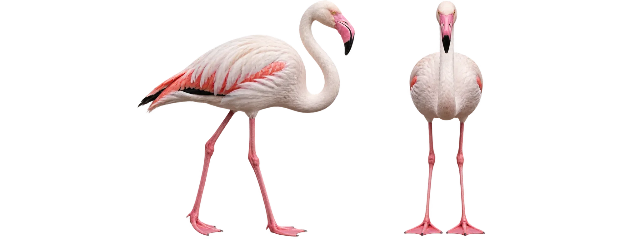Greater Flamingo