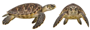 Hawksbill