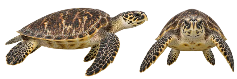 Hawksbill